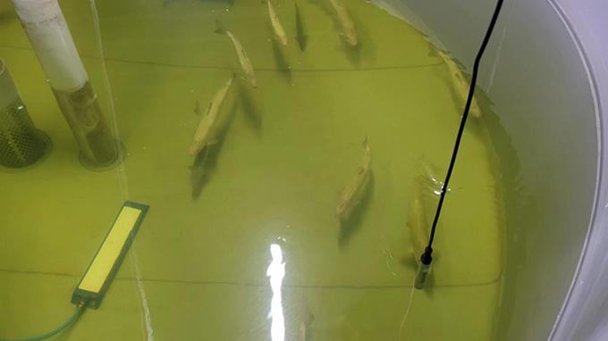 Fluoreszenz aufgelöster Sauerstoff-Sensor in der Aquakultur